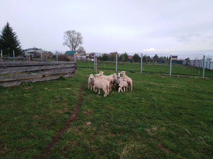 Поросята дюрок-ландрас, козы, овцы - фотография № 2