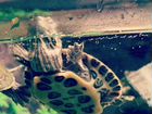 Черепахи красноухие большие