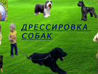 Дрессировка собак с выездом на дом в Новосибирске