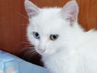 Белая кошка, котенок