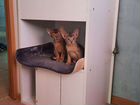 Абисинские котята, кошки