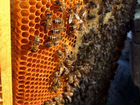 Пчёлы бакфаст Ф1