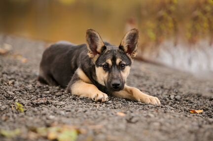 Щенок девочка Мэри, 6 мес, ищет дом