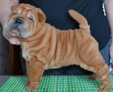 Шарпей Мальчик и девочка