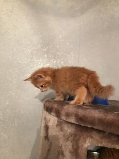 Редкоокрасные сибирские котята