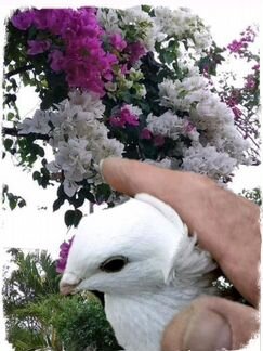 Автомобиль на Свадьбу по Вашей схеме маршрута. Дог