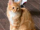 Фокс - Ручной рыжий котенок Курильского бобтейла объявление продам