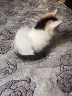 Котята, трехцветная девочка и чёрно-белый мальчик