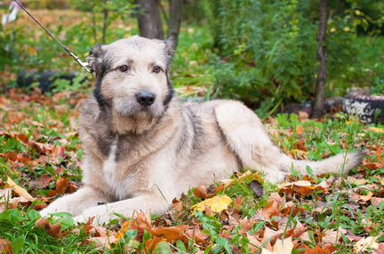 Собака в дар в добрые руки