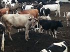 Коровы, нетели, телочки молочного направления
