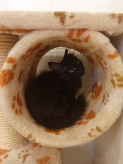 Чёрный котенок ищет дом)