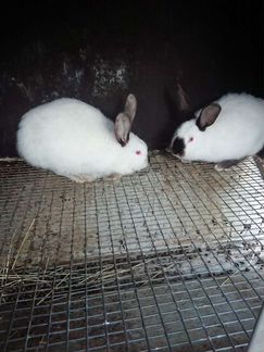 Кролики, крольчатина - фотография № 7