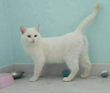 Зефирчик - котик, сентябрь 2019 г.р