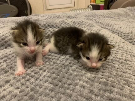 Котята отдам в добрые руки бесплатно(мальчик и дев