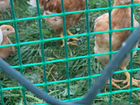 Куры,молодки,суточные цыплята мини мясные палевые объявление продам