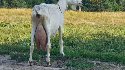 Зааненская коза - фотография № 1