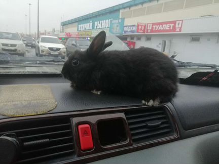 Кролик