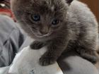 Котята от спасенной кошки объявление продам