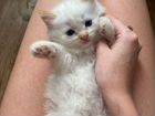 Тайский котенок девочка бесплатно