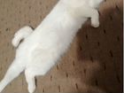 Вислоухая шотландская кошка объявление продам