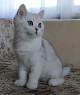 Британская девочка серебристая шиншилла