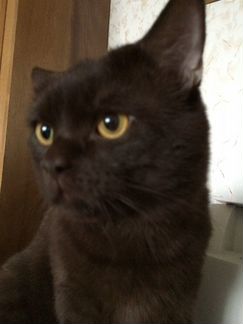 Вязка кот