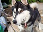 Собака.Сибирская хаски с двойным цветом глаз