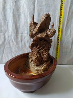 Бонсайница и поддоны