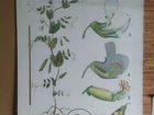Советский ботанический плакат с растениями