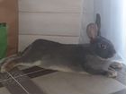 Кролики серо-голубые- 7 месяцев объявление продам