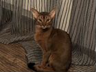 Абиссинский кот вязка 7 тыс объявление продам