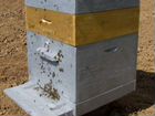 Улей с пчелами объявление продам