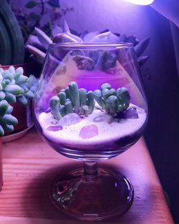 Флорариум. Литопс фенестрария