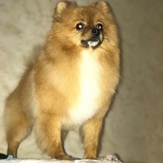 Стрижка собак и кошек