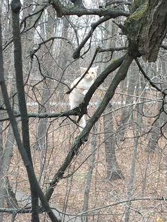 Сниму кота или кошку с дерева