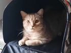 Шотландский (шиншилла) кот вязка бесплатно