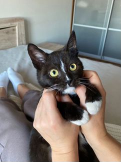 Котенок Мышонок в добрые руки