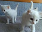 Белые котята от турецкой ангоры объявление продам