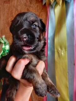 Резерв щенков немецкой длинношерстной овчарки