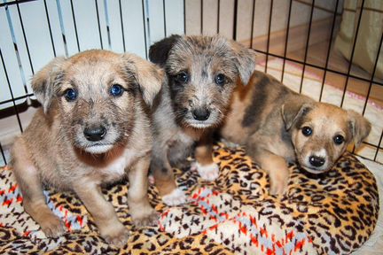 Щенки в Пятнышко В Добрые Руки