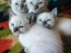 Тайские котятки милые куклятки