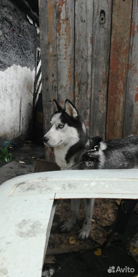 Хаски (фенотип)