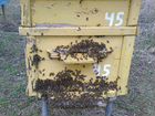 Пчелосемьи среднерусской породы объявление продам