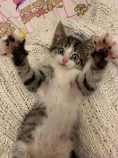 Отважный крохотный котенок в дар