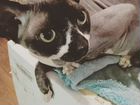 Канадский сфинкс. Вязка на территории кошки