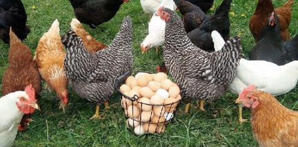 Яичные породы кур