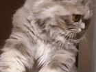 Персидская кошка вислоухая объявление продам