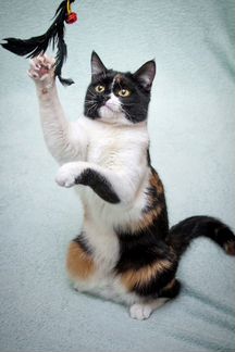 Кошка в добрые руки