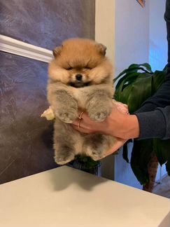 Померанский шпиц