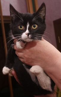 Черно-белый котенок девочка Симба, 4 месяца